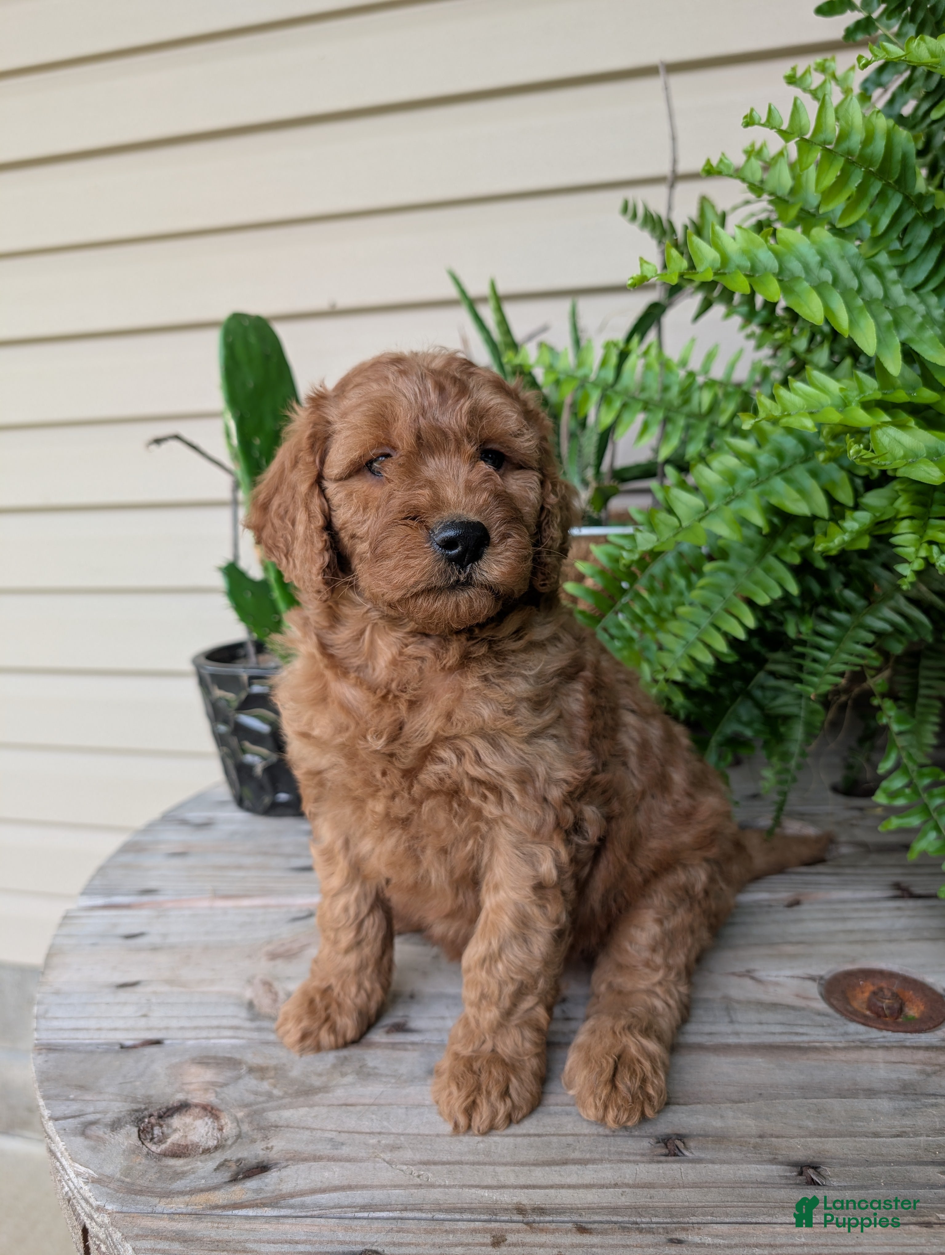 Goldendoodle dogs Lolly  - Ad 2