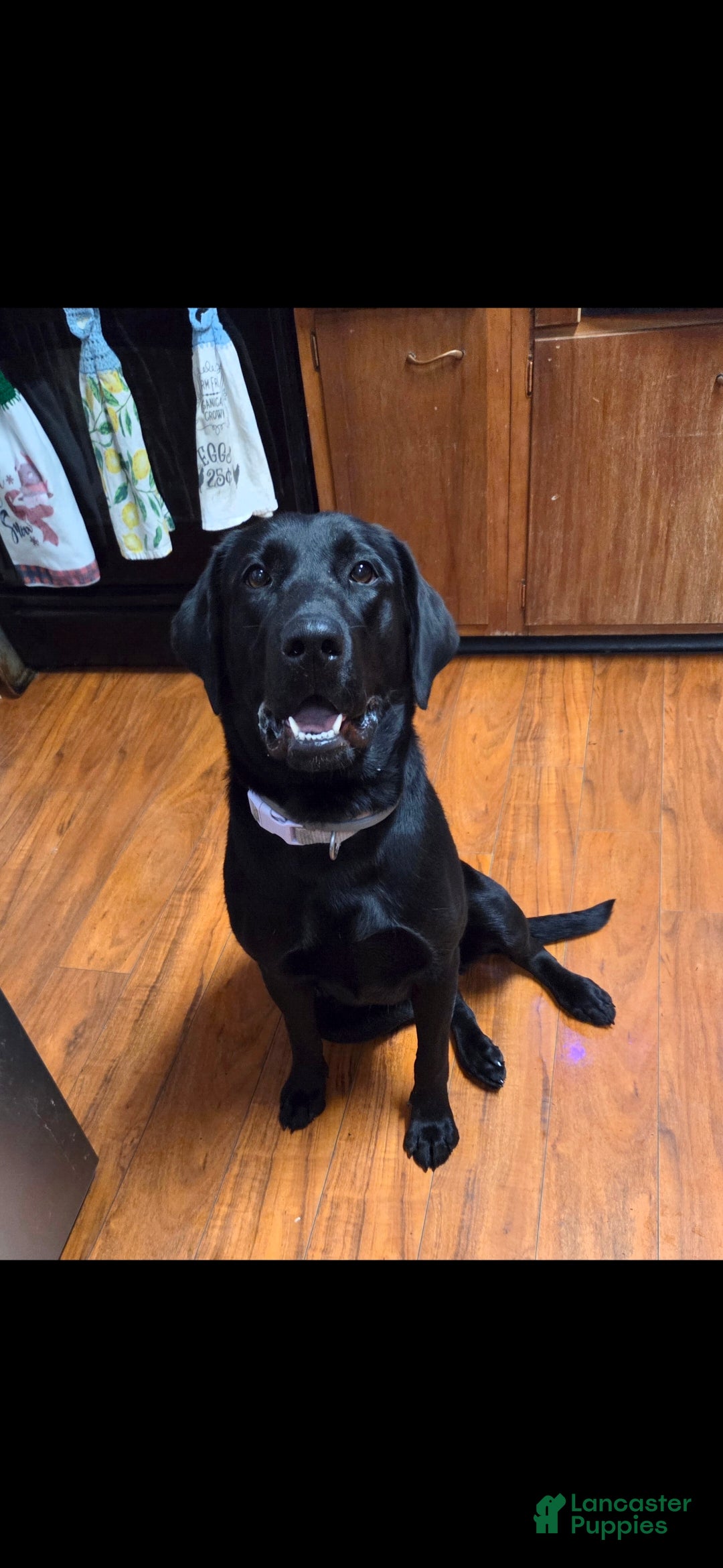 Labrador Retriever dogs for sale: Labrador Retriever Puppy 1 - Ad 2