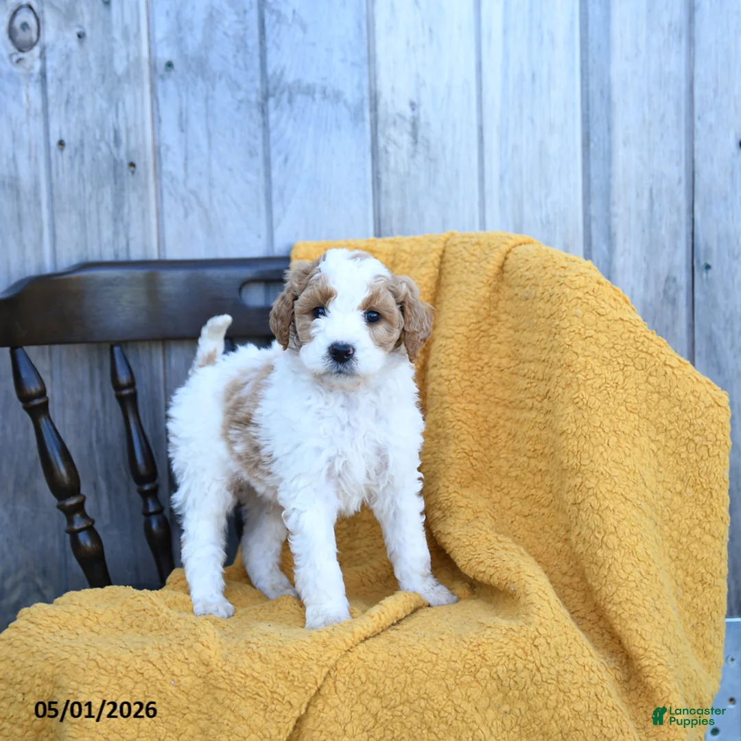 Goldendoodle dogs for sale: Swiss - Ad 1