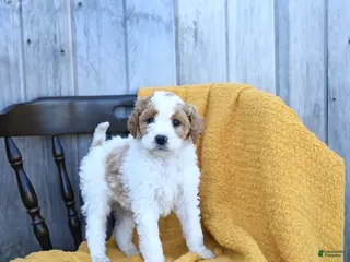 Goldendoodle dogs for sale: Swiss - Ad 3