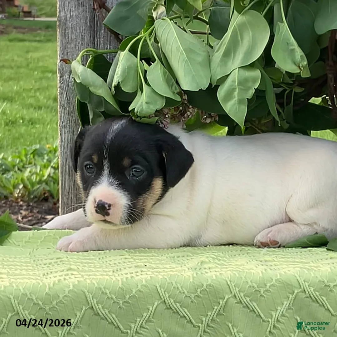 Jack Russell Terrier dogs for sale: Oreo - Ad 2