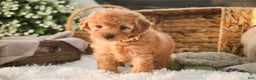Miniature Poodle dogs for sale: Hunter - Ad 5