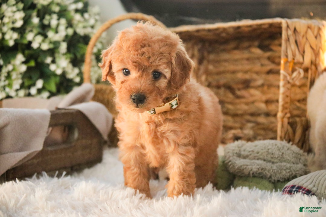 Miniature Poodle dogs for sale: Hunter - Ad 5
