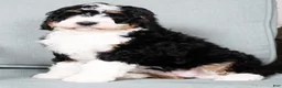 Bernedoodle dogs for sale: Joda - Ad 6