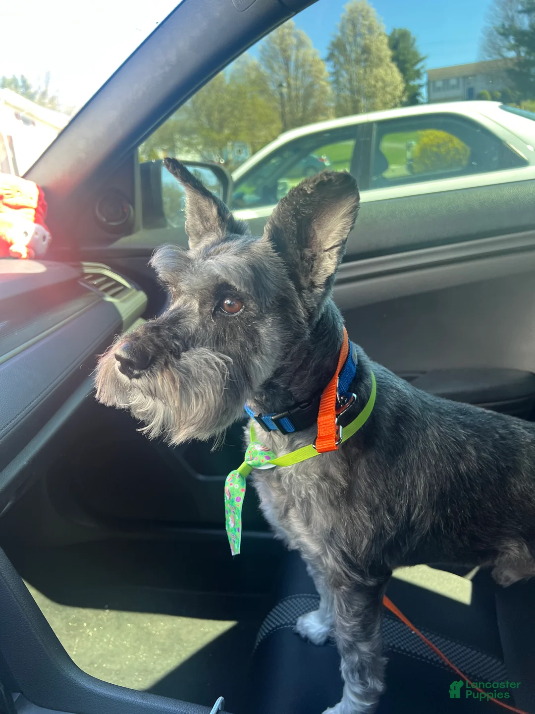 Miniature Schnauzer dogs for sale: Miniature Schnauzer Puppy 1 - Ad 3