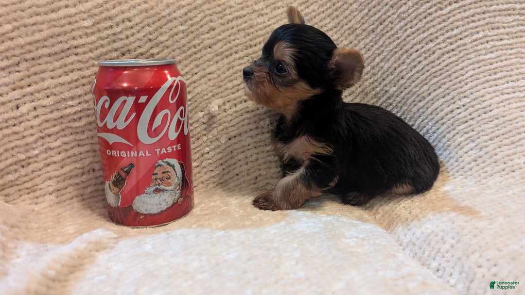 Yorkshire Terrier dogs for sale: Holly - Ad 4