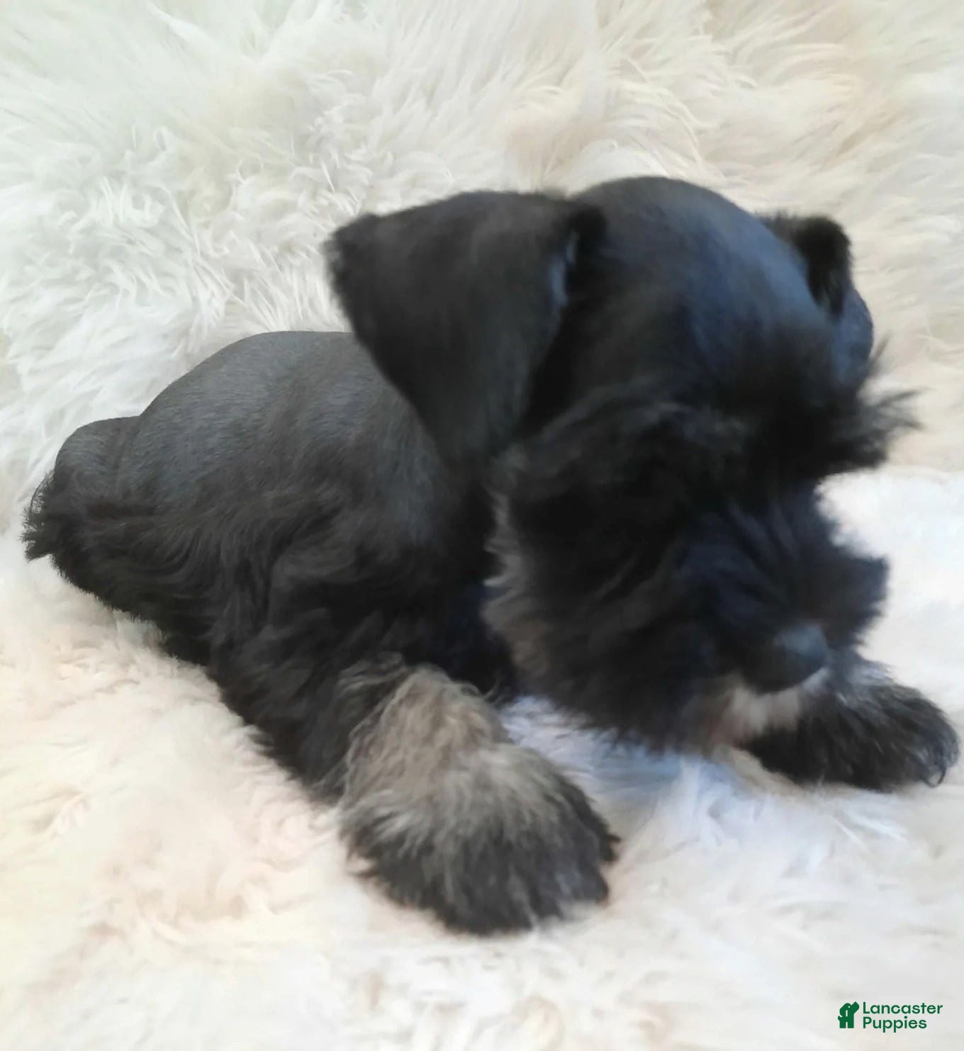 Miniature Schnauzer dogs AKC Sweet Pea - Ad 2