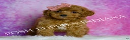 Toy Poodle dogs for sale: Meeka - Ad 5