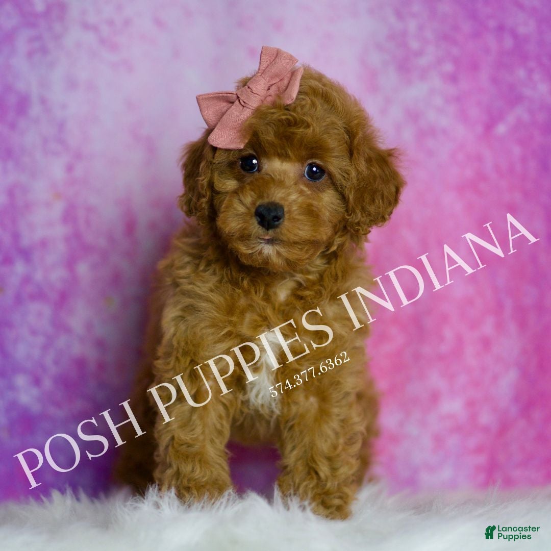 Toy Poodle dogs for sale: Meeka - Ad 5