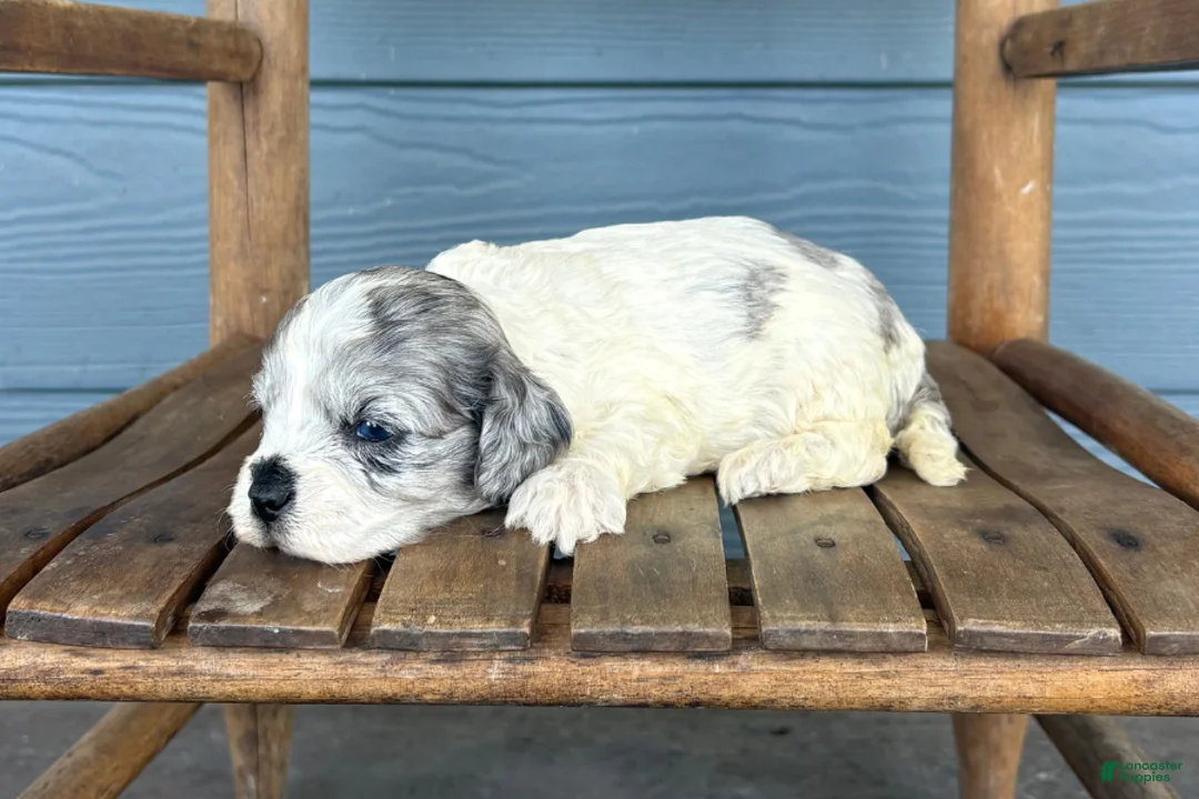 Cavapoo dogs for sale: Soot - Ad 2