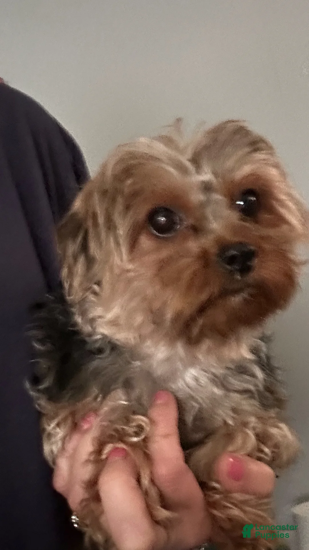 Yorkshire Terrier dogs for sale: Yorkshire Terrier Puppy 1 - Ad 2