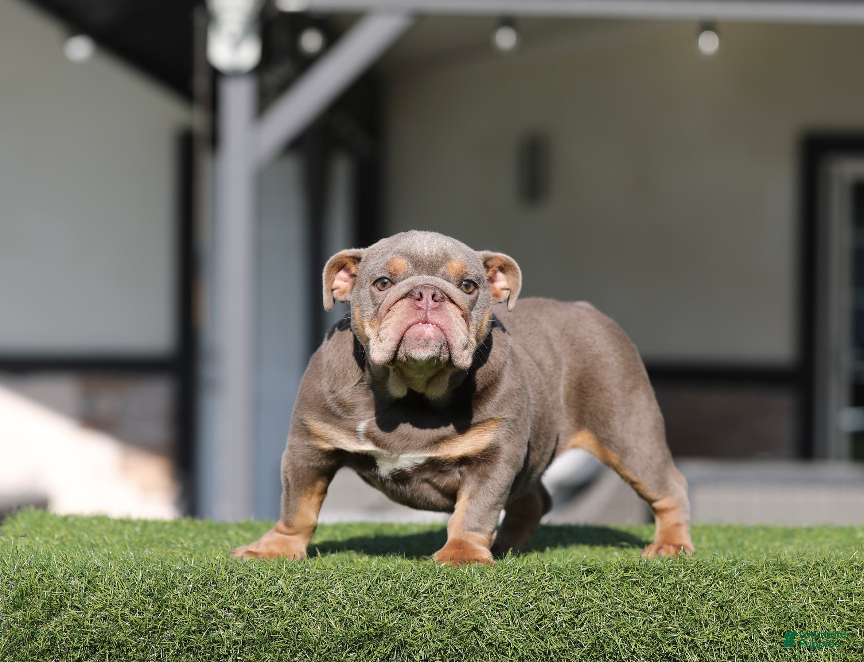 English Bulldog dogs English Bulldog Puppy 1 - Ad 7