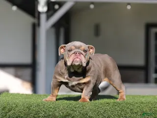 English Bulldog dogs English Bulldog Puppy 1 - Ad 10