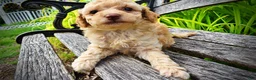 Havapoo dogs for sale: Ajax--SUMMER SALE!! $100 off listed price!!  - Ad 9