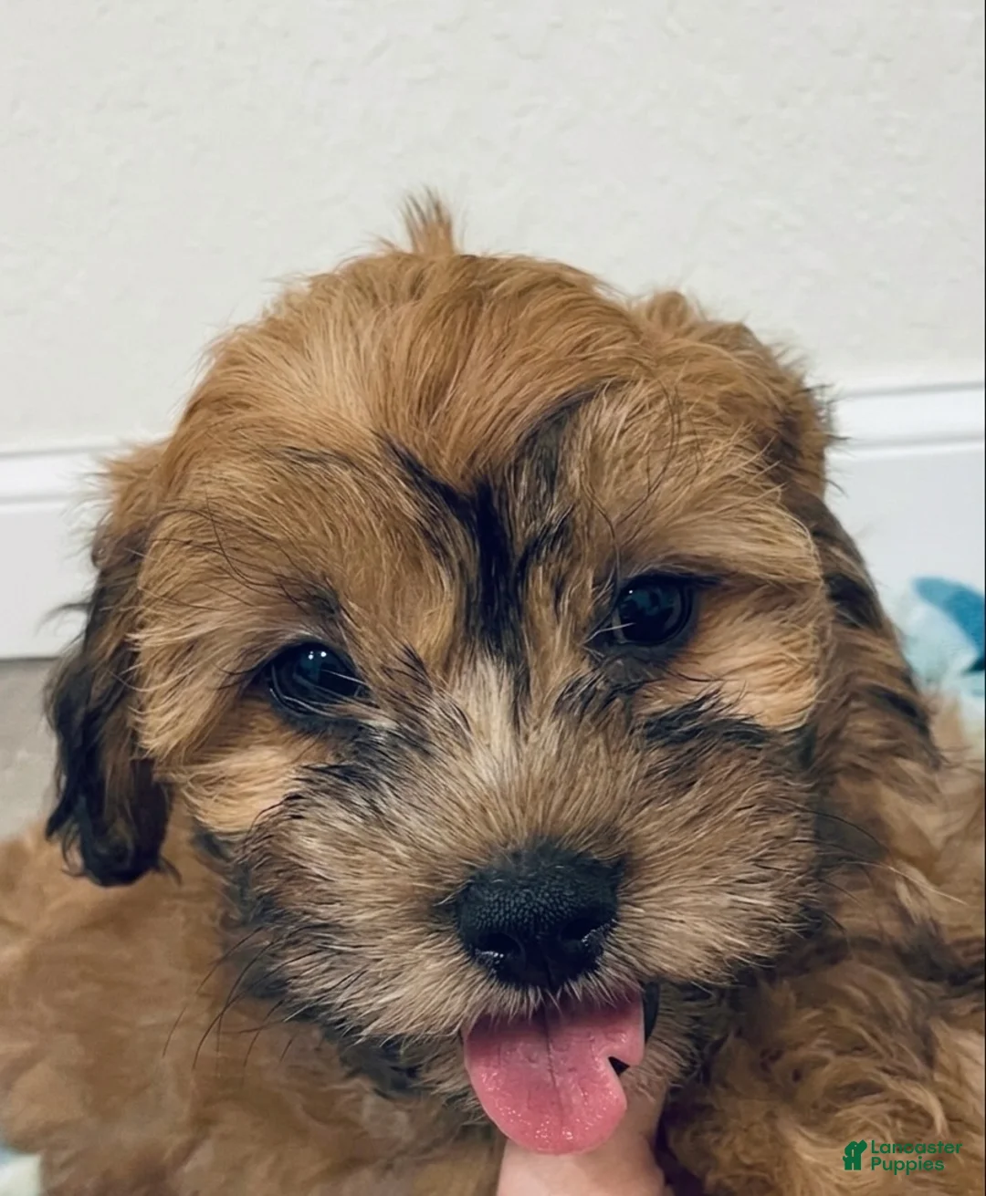 Shihpoo dogs for sale: Shihpoo Puppy 5 - Ad 1