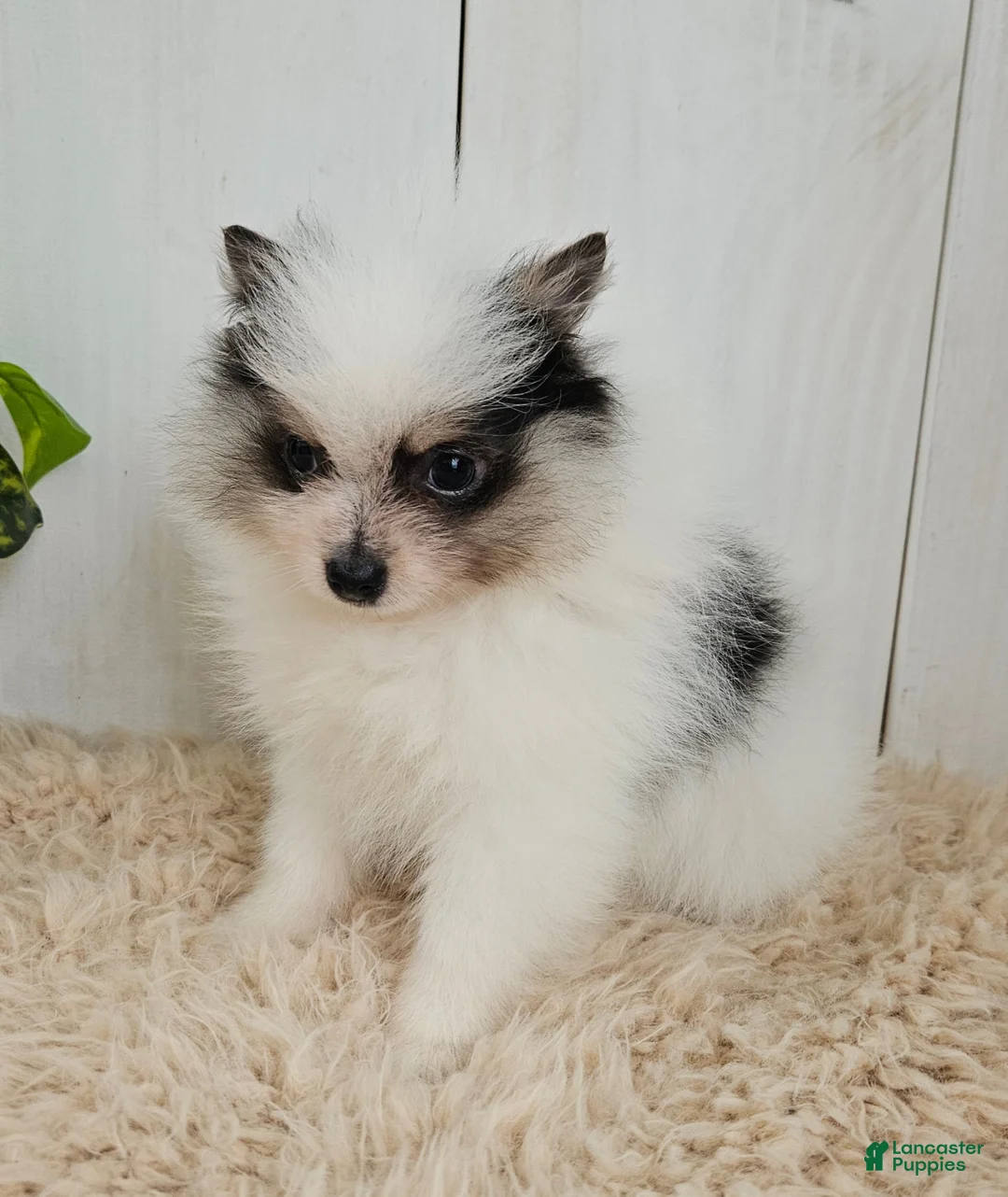 Pomeranian dogs for sale: Poppy - Ad 2