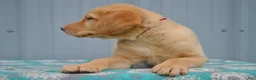 Labrador Retriever dogs for sale: Kimber - Ad 1