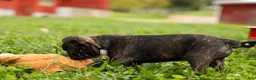 Frenchton dogs for sale: BETZY - Ad 14