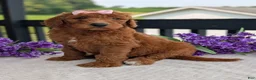 Goldendoodle dogs for sale: Miss Emmie - Ad 14