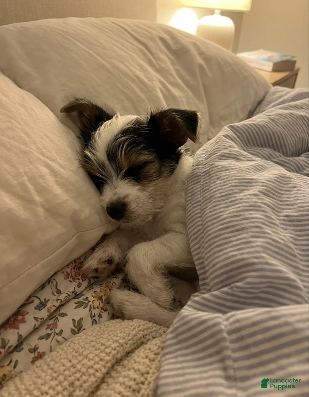 Yorkshire Terrier dogs for sale: AKC Peppy - Ad 2