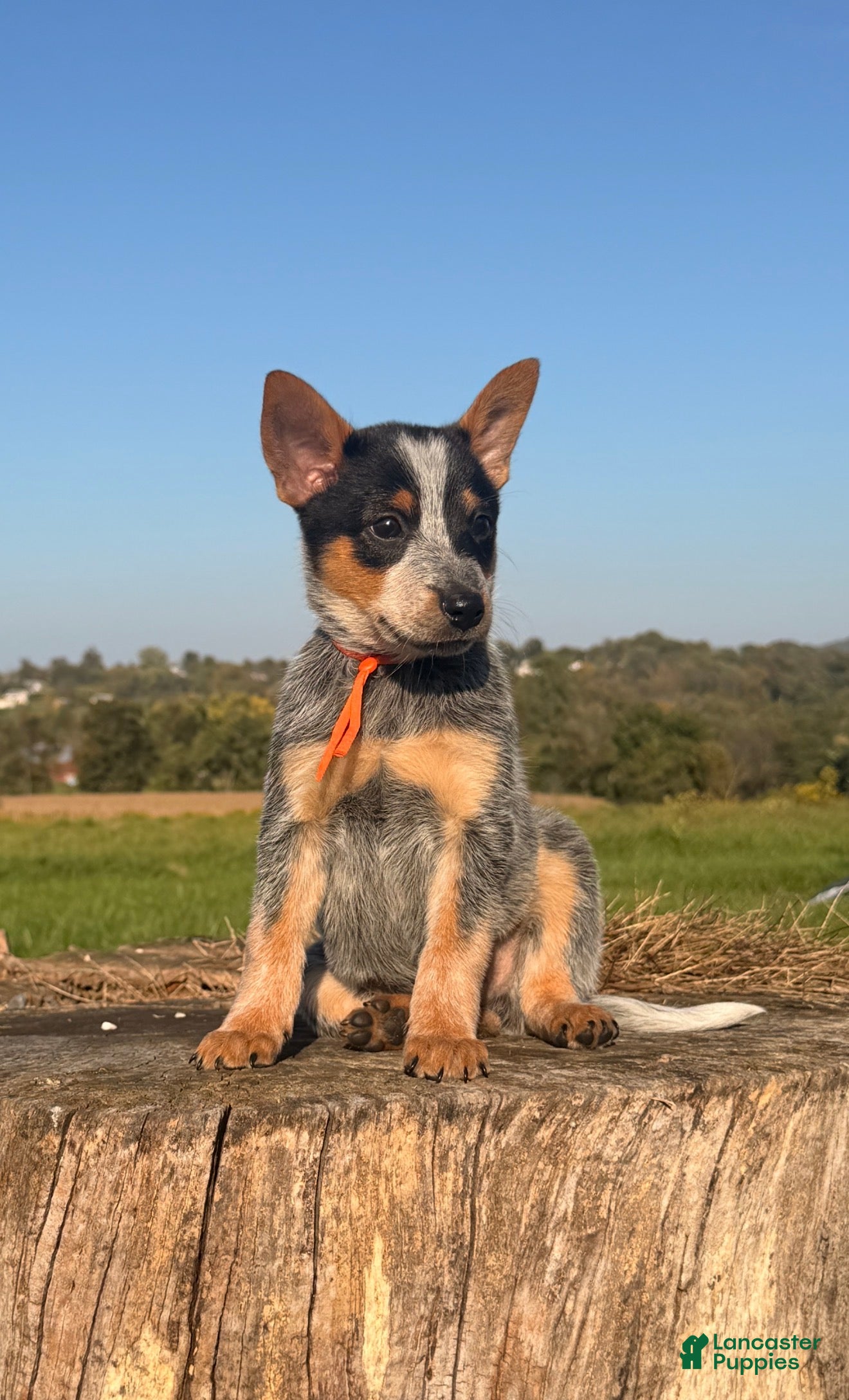 Australian Cattle Dog dogs for sale: Chief - Ad 1