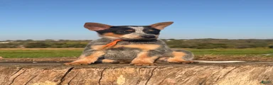 Chief