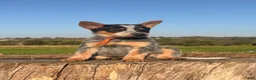 Australian Cattle Dog dogs for sale: Chief - Ad 1
