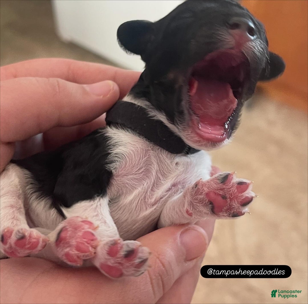 Mini Sheepadoodle dogs for sale: Black-Onyx - Ad 6