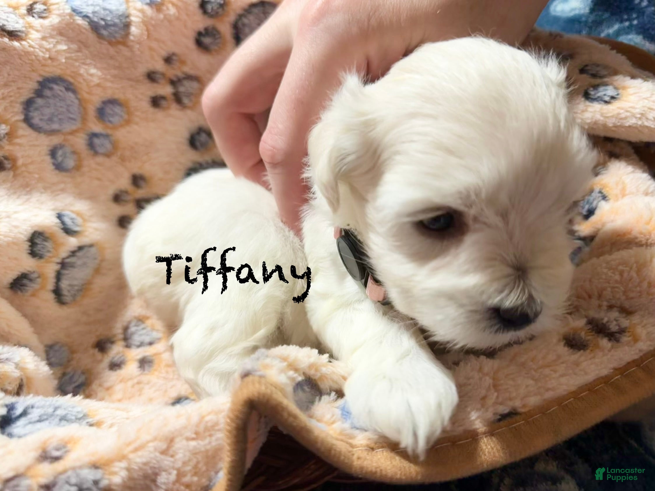 Miniature Schnauzer dogs for sale: Tiffany - Ad 2