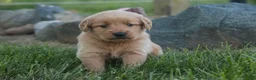Golden Retriever dogs for sale: Amy Golden Retriever  - Ad 7