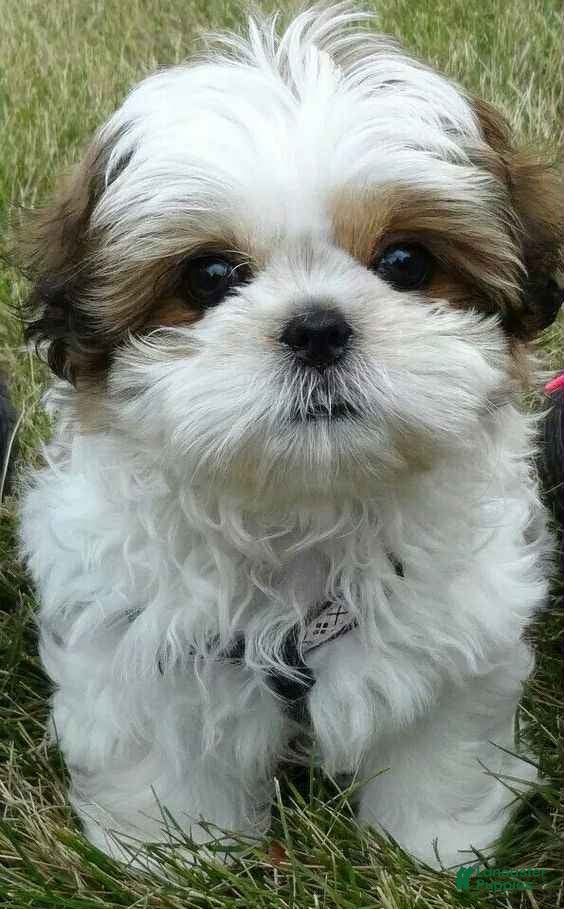 Shih Tzu dogs Crystal - Ad 30