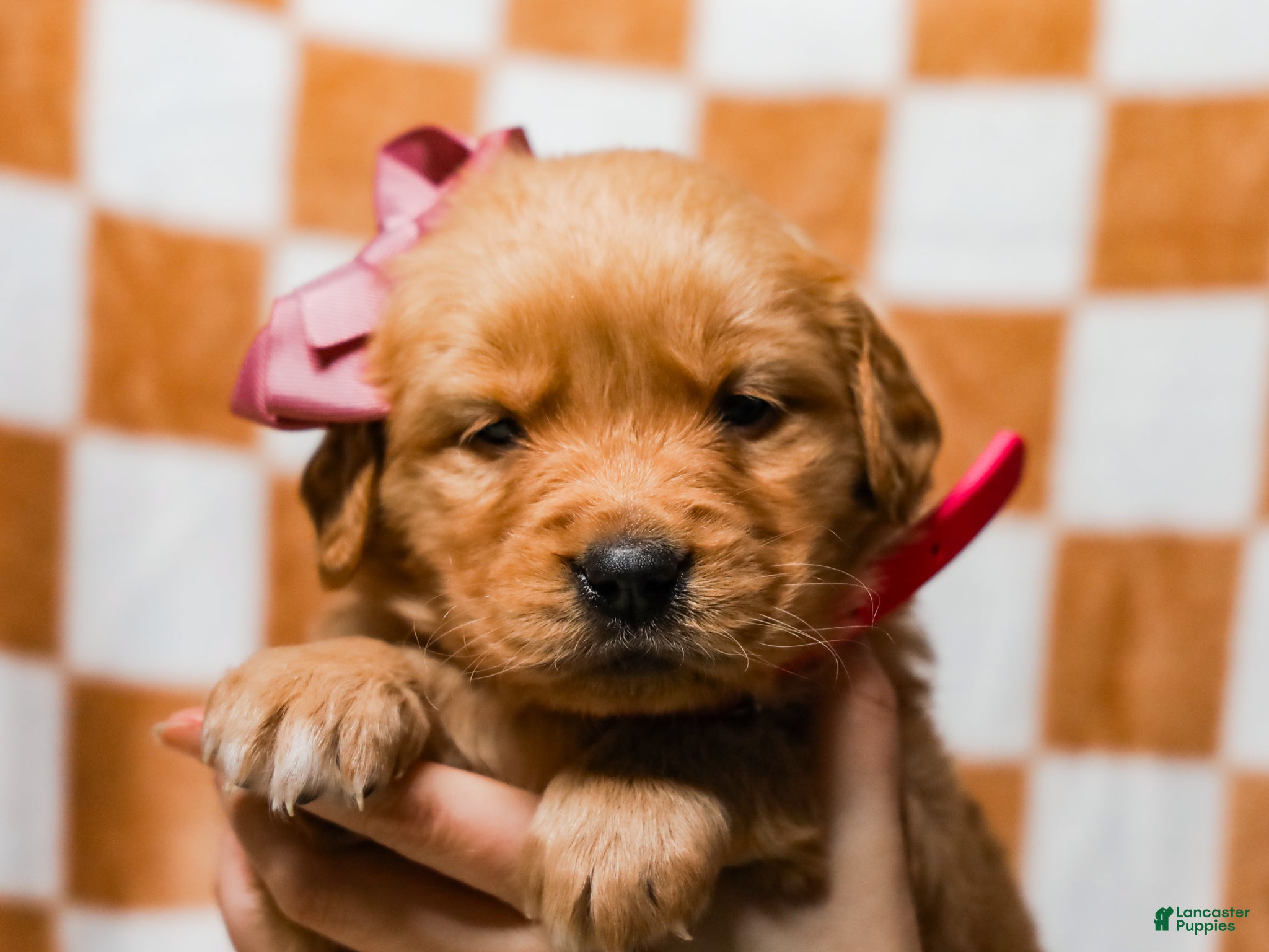 Golden Retriever dogs Daffodil AKC Golden Retriever Pup - Ad 15