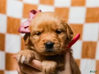 Golden Retriever dogs Daffodil AKC Golden Retriever Pup - Ad 15