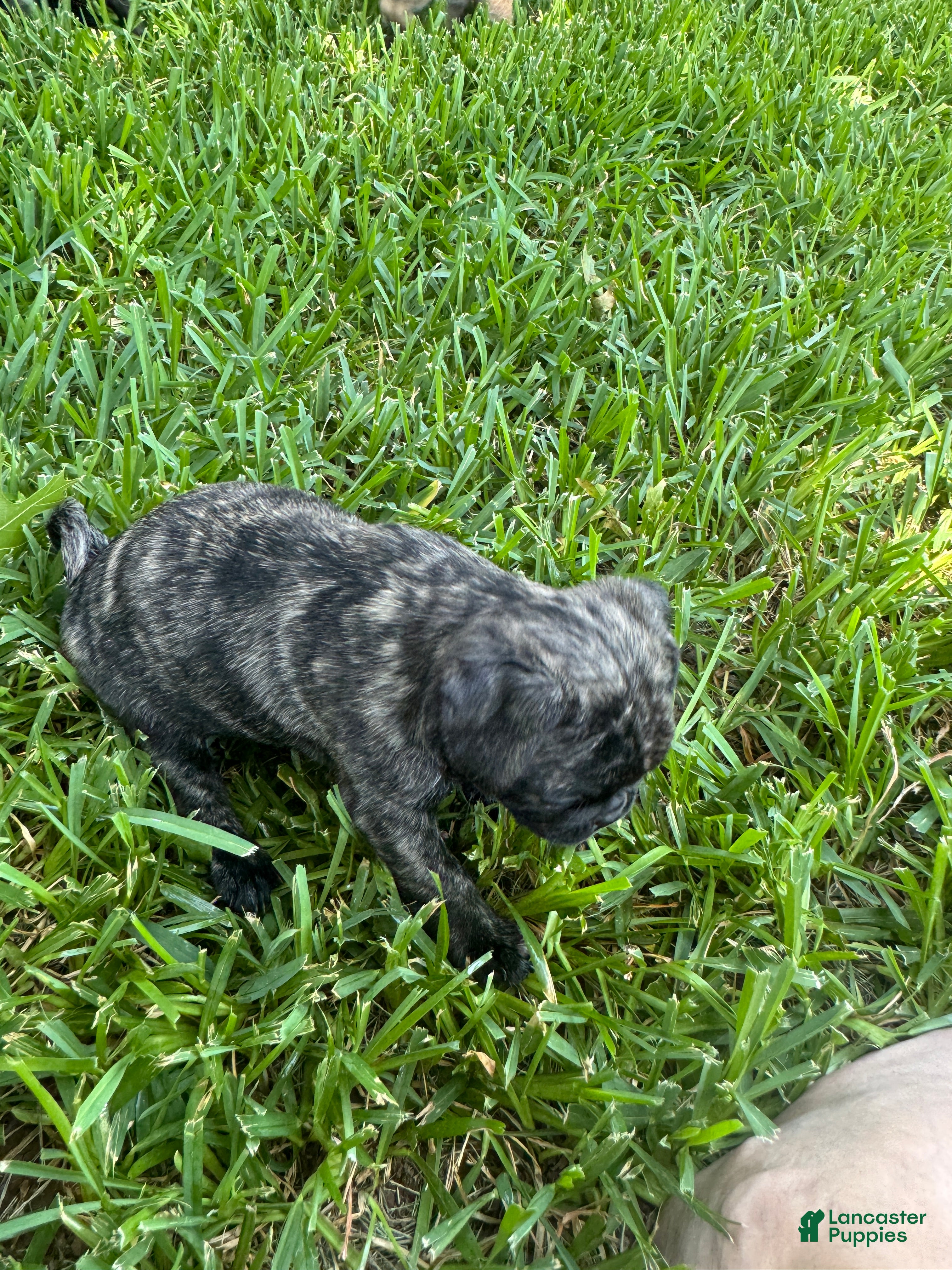 Mixed Breed dogs Brindle Female - Ad 1