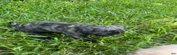 Mixed Breed dogs for sale: Brindle Female - Ad 1