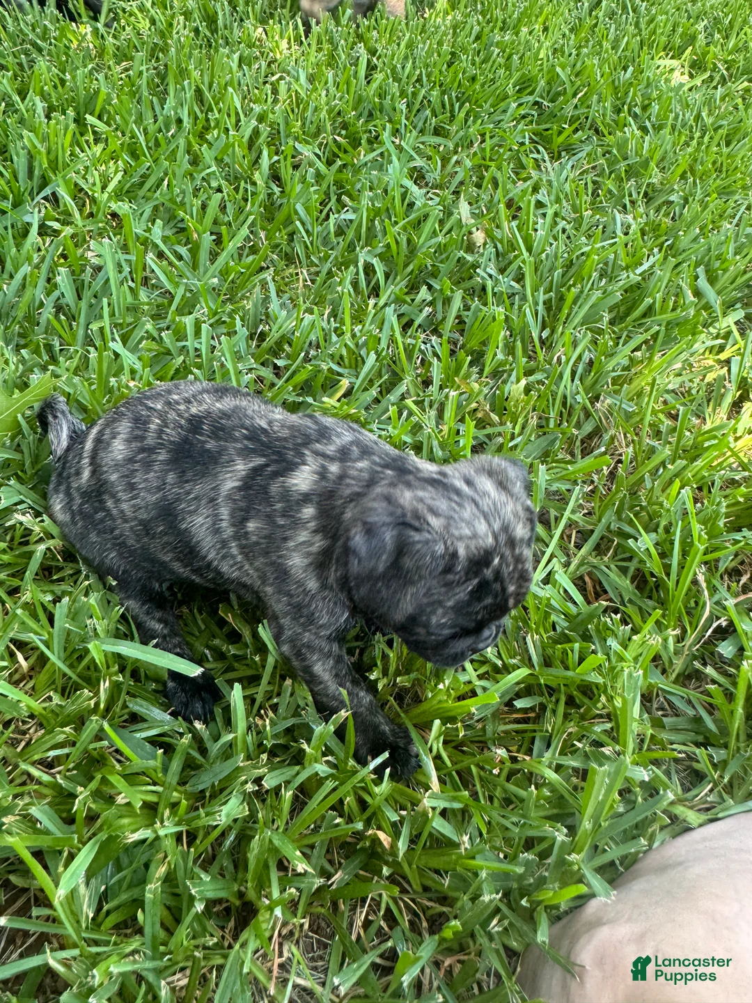 Mixed Breed dogs for sale: Brindle Female - Ad 1