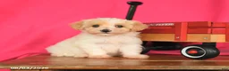 Maltipoo dogs for sale: Oliver - Ad 4