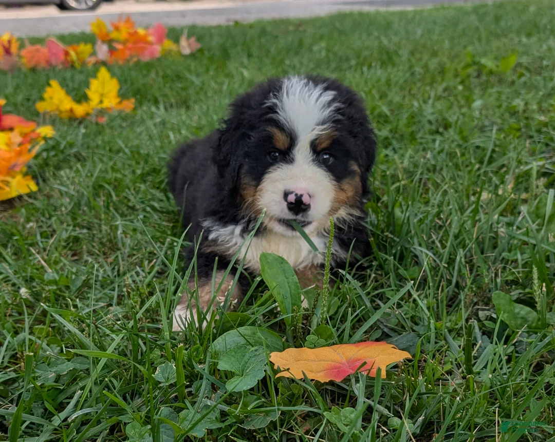 Bernese Mountain Dog dogs for sale: Bear the Cream boy. - Ad 2
