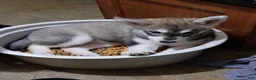 Siberian Husky dogs for sale: Siberian Husky 4 - Ad 9