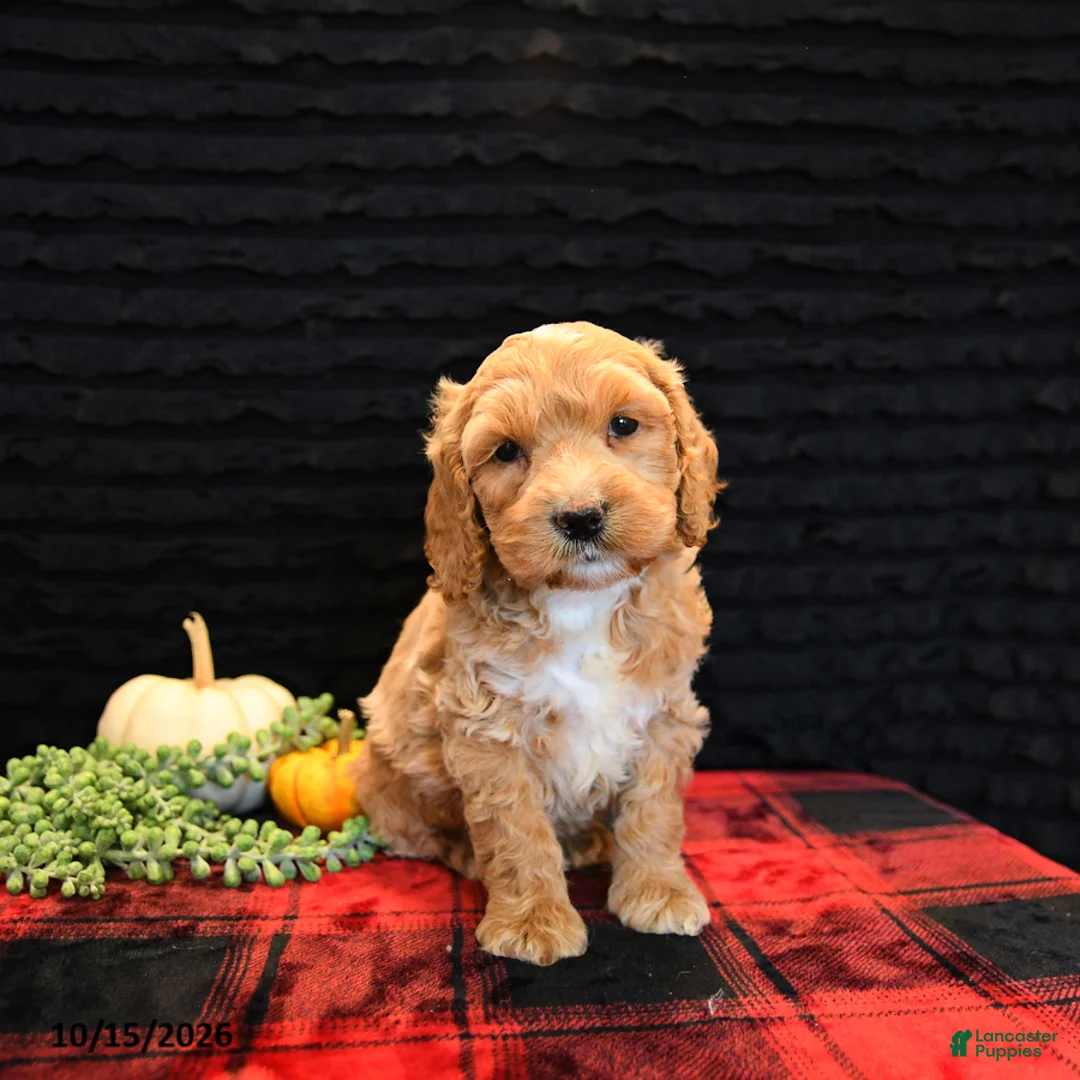 Cockapoo dogs for sale: Jay - Ad 1