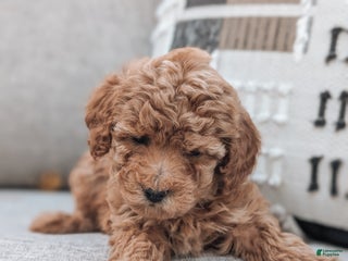 Bichpoo dogs - Ad 28