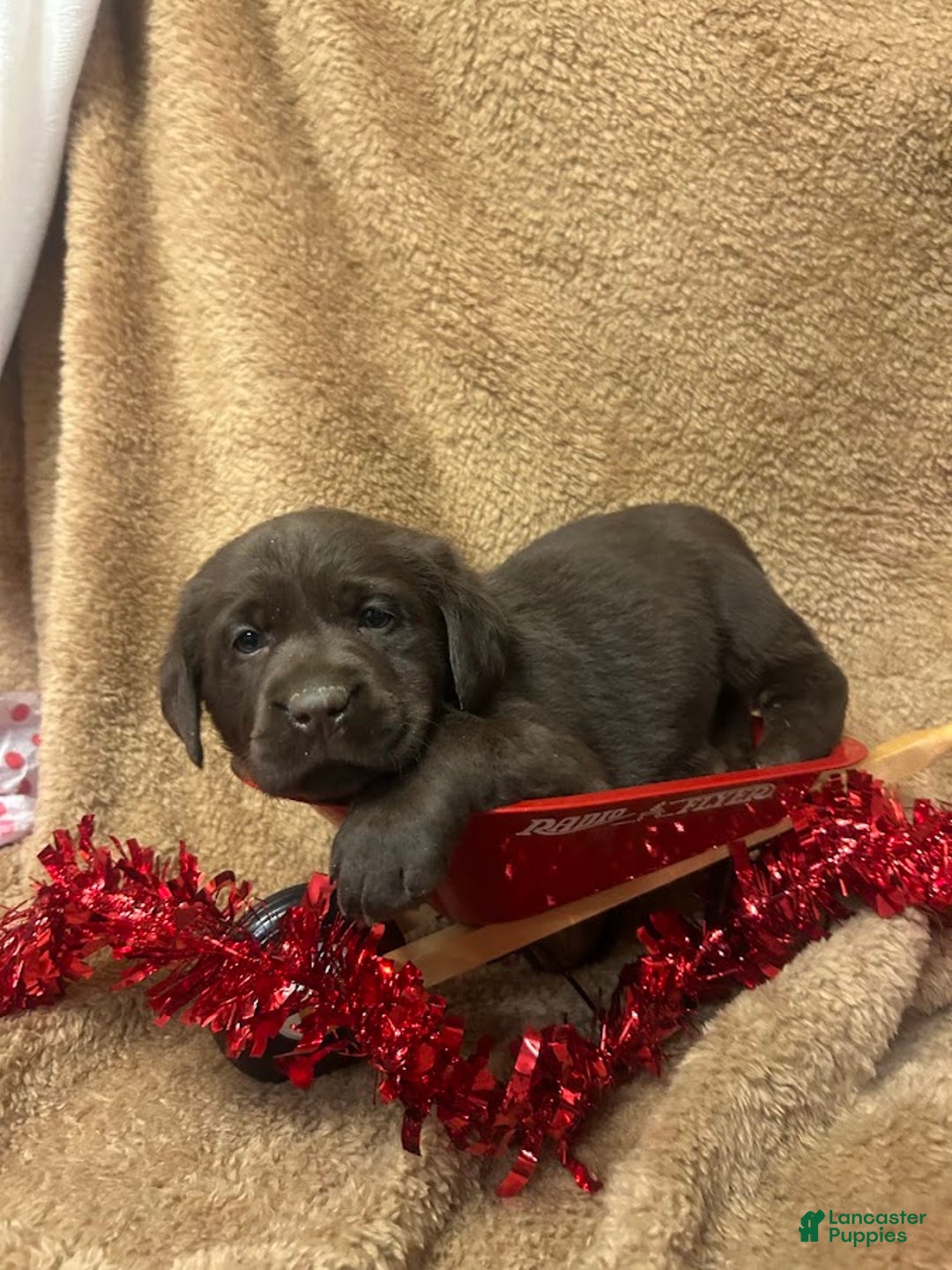 Labrador Retriever dogs for sale: Hershey - Ad 2