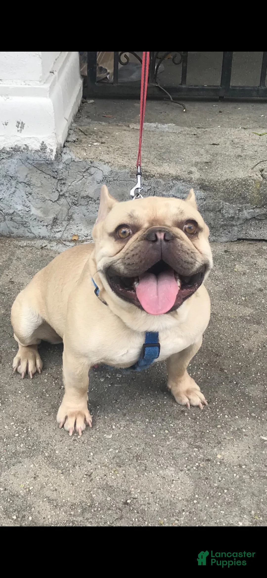 French Bulldog dogs for sale: Tyson - Ad 4