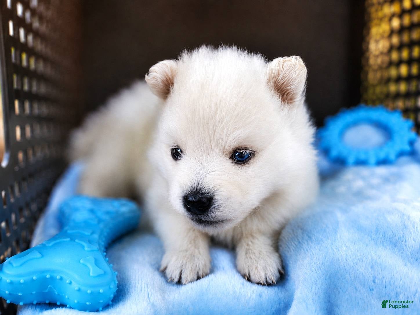 Pomsky dogs Pomsky Puppy Boy - 5 of 5 - Ad 14