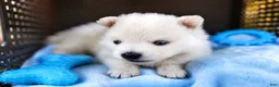 Pomsky dogs for sale: Pomsky Puppy Boy - 4 of 5 - Ad 3