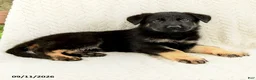 German Shepherd dogs for sale: Britta  - Ad 5