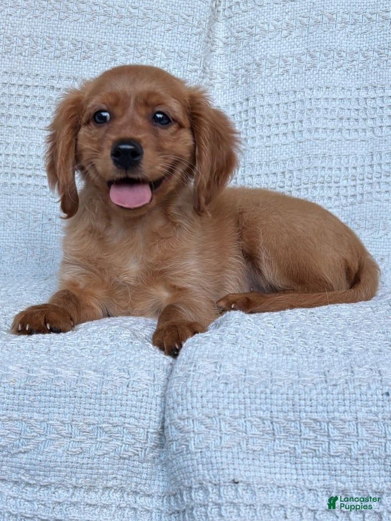 Miniature Golden Retriever dogs Murphy - Ad 2