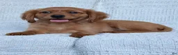 Miniature Golden Retriever dogs for sale: Murphy - Ad 2