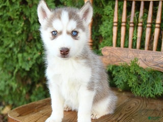Siberian Husky dogs - Ad 17