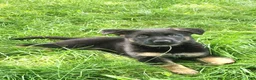 German Shepherd dogs for sale: German Shepherd Puppy 2 - Ad 4